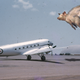 Illustration for article titled The Weirdest Air Force Mission Of Any Nation Involved Lots Of Pig Hair